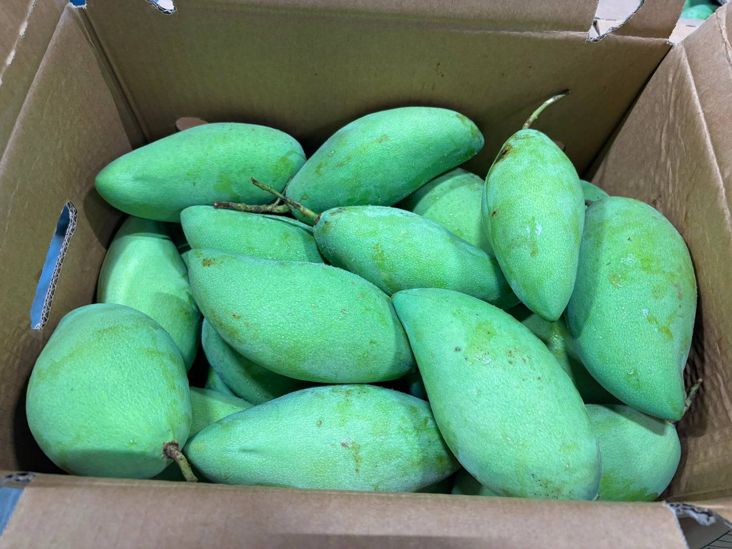 Mango -Nam Dok Mai