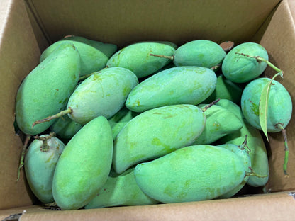 Mango -Nam Dok Mai