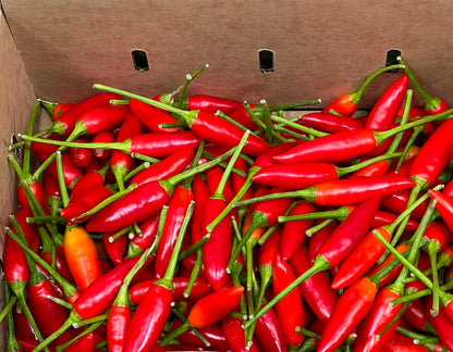Chilli - Birdseye Red