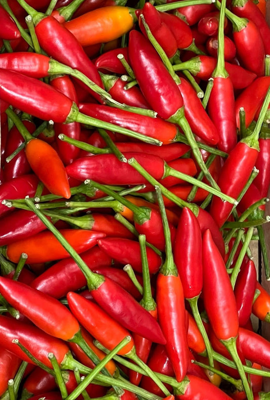 Chilli - Birdseye Red