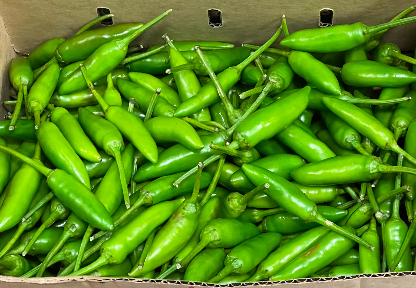 Chilli - Birdseye Green
