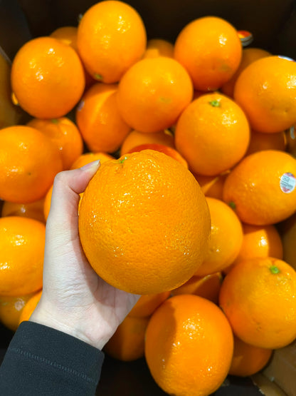 Orange - Tarocco Ippolito (Blood Orange)