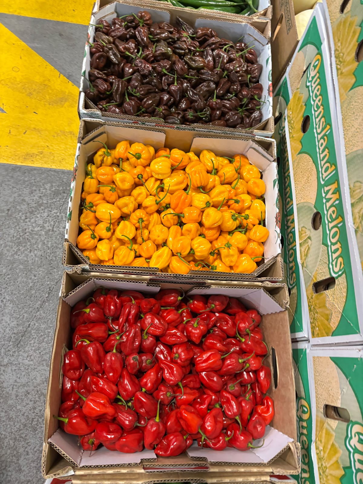 Chilli - Habanero Yellow