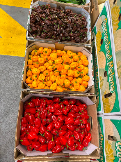 Chilli - Habanero Yellow
