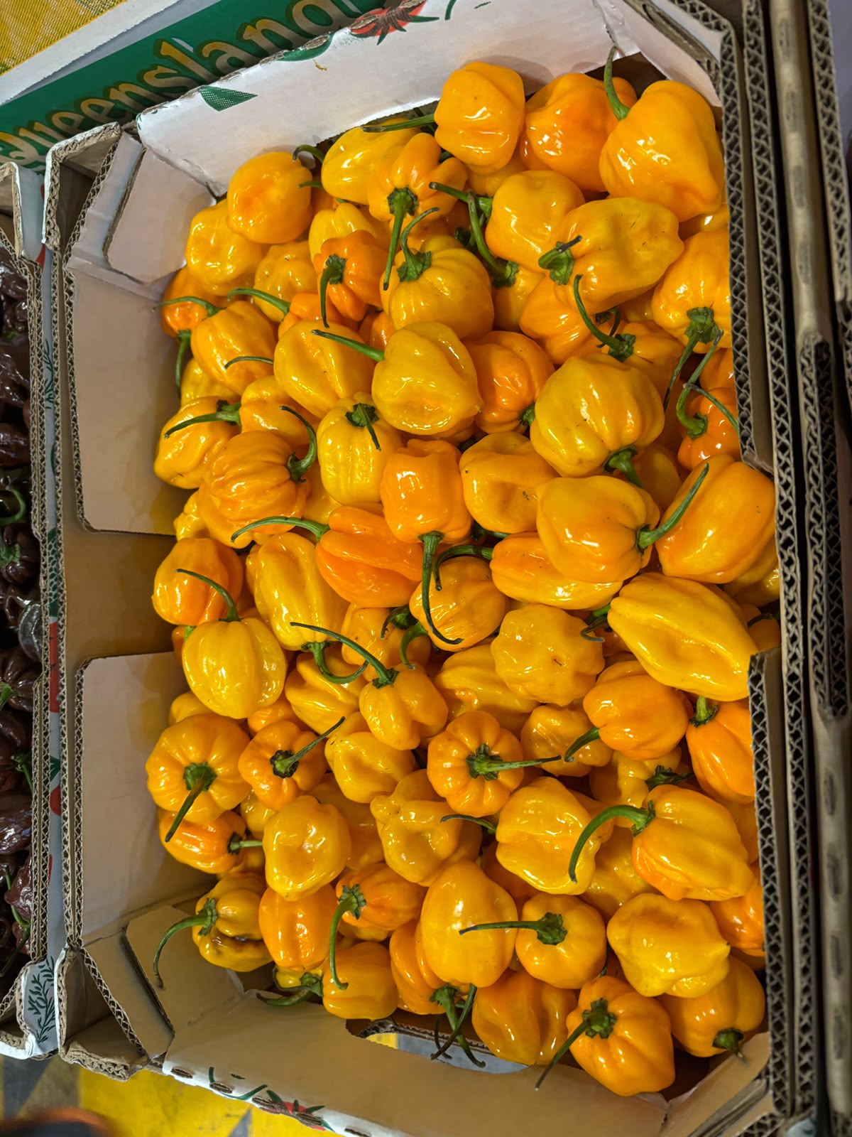 Chilli - Habanero Yellow