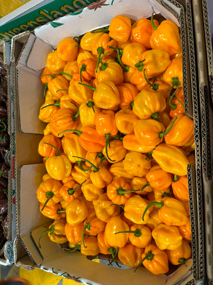 Chilli - Habanero Yellow
