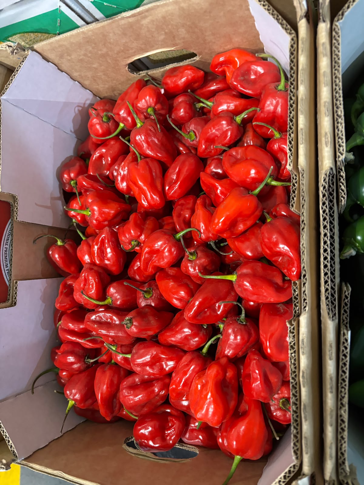 Chilli - Habanero Red
