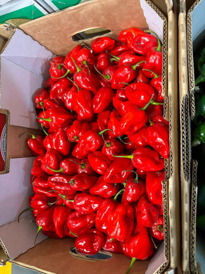 Chilli - Habanero Red