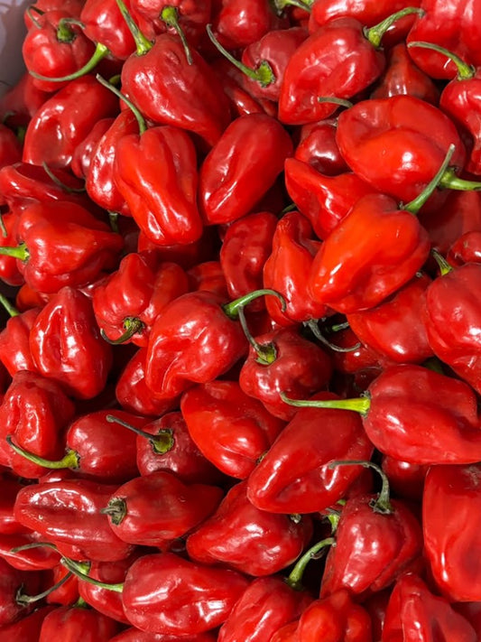 Chilli - Habanero Red