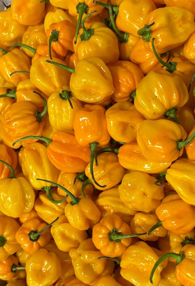 Chilli - Habanero Yellow