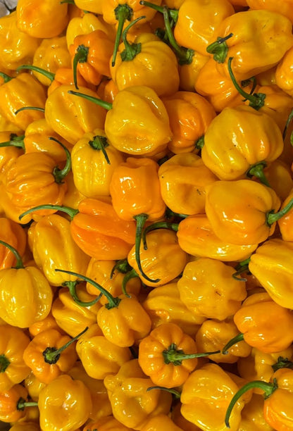 Chilli - Habanero Yellow