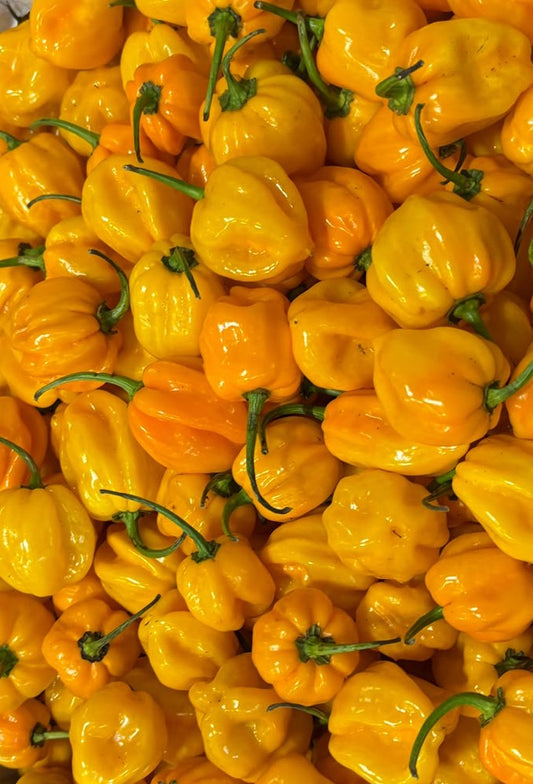 Chilli - Habanero Yellow