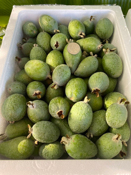 Feijoa